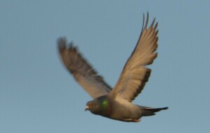 24 heures roller aux pays bas