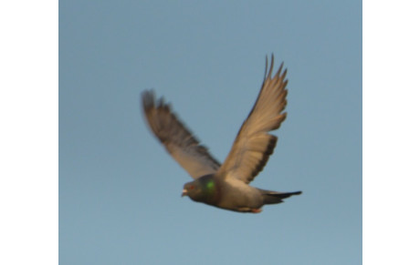 24 heures roller aux pays bas